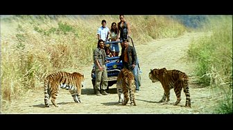 Tiger & Crew